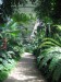 Palmový skleník.jpg